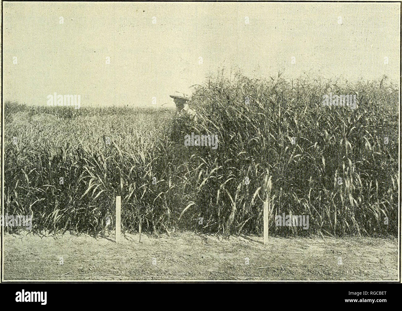 Sorghum field with young plants hi-res stock photography and images - Alamy