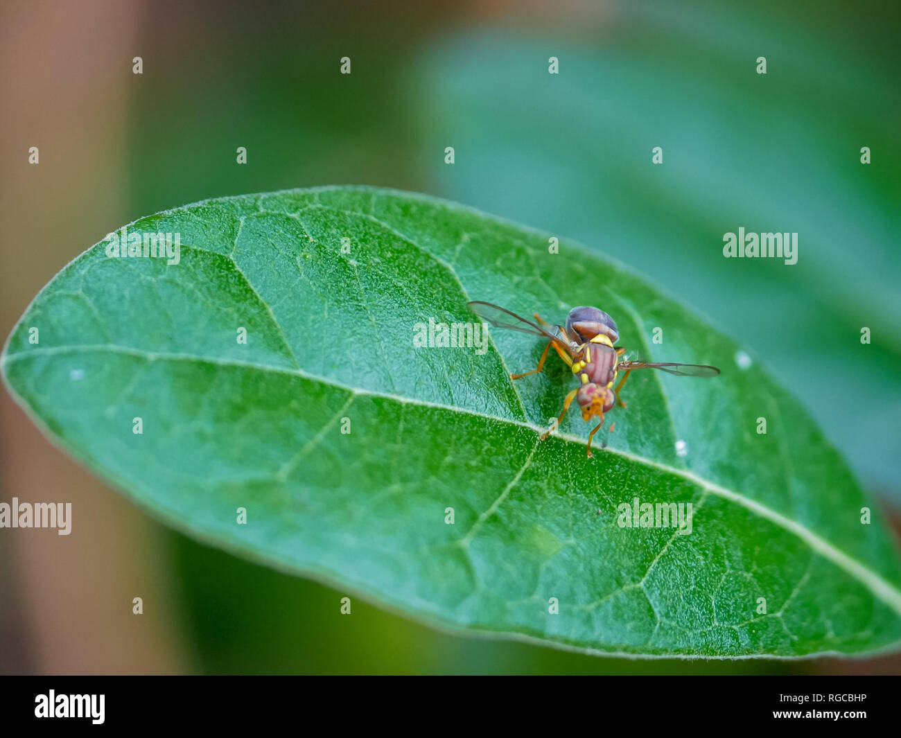 close up shot of a queensland fruit fly on a feijoa leaf. The qld fruit