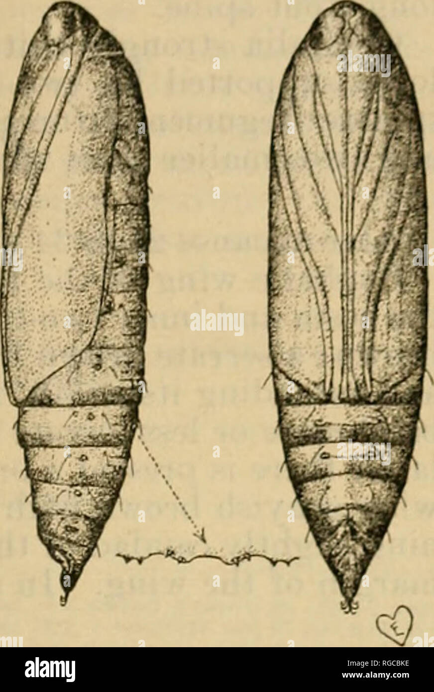 . Bulletin of the U.S. Department of Agriculture. Agriculture; Agriculture. PROGRESS REPORT ON Till-: EUROPEAN CORN BORER 73. FIG. 37.—Pupn of the European corn borer, lateral and ventral views. AIkiiii three times nat- ural size beneath the mesothoracic; prothoracic lege terminating half way be- tween the I lead and the tips of the wings; prothoracic Femora plainly indicated; antennae terminating shorl of the wrings. Labrum and pilifers well developed; labial palpi small. Proleg 9cars visible on the sterna of abdominal segments •&quot;» and 6; a pair on each segment. Dorsum of the thorax bear Stock Photo