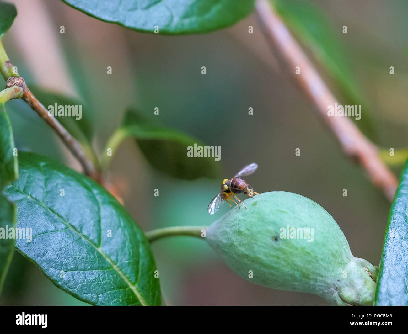 Fruit fly eggs hires stock photography and images Alamy