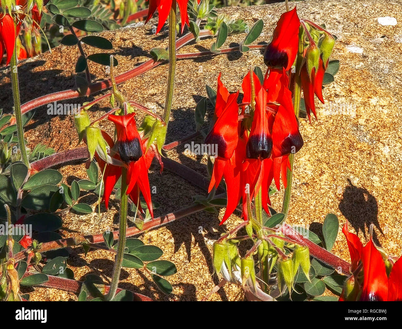 a close up of a a bright red start's desert pea growing over a boulder in australia Stock Photo