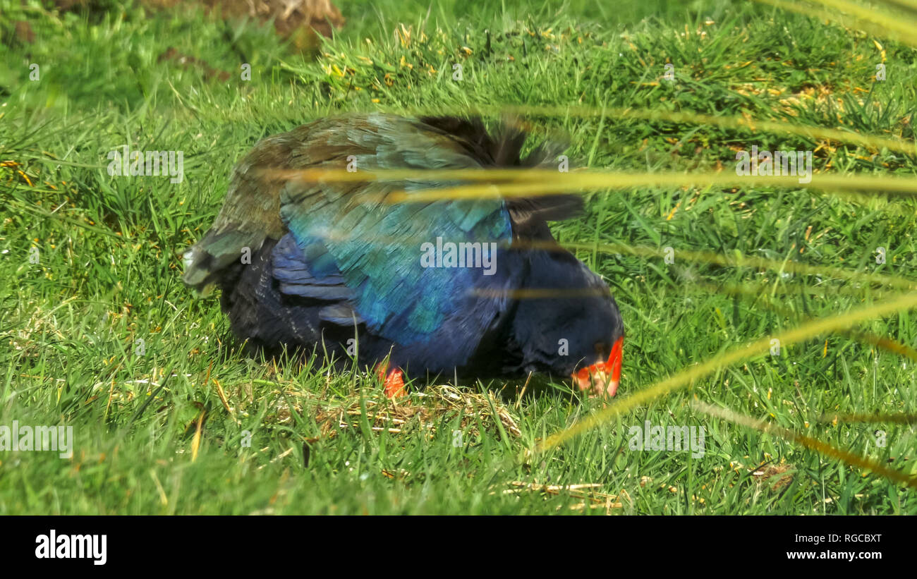 an endangered flightless new zealand takahe feeds on the ground Stock Photo