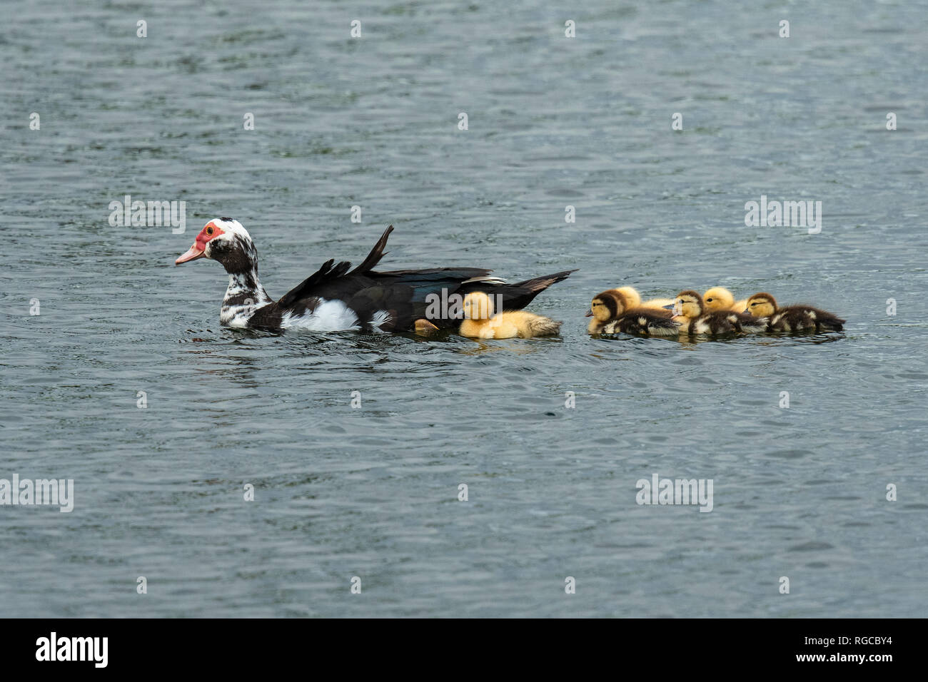 Swimming muscovy duck hires stock photography and images Alamy
