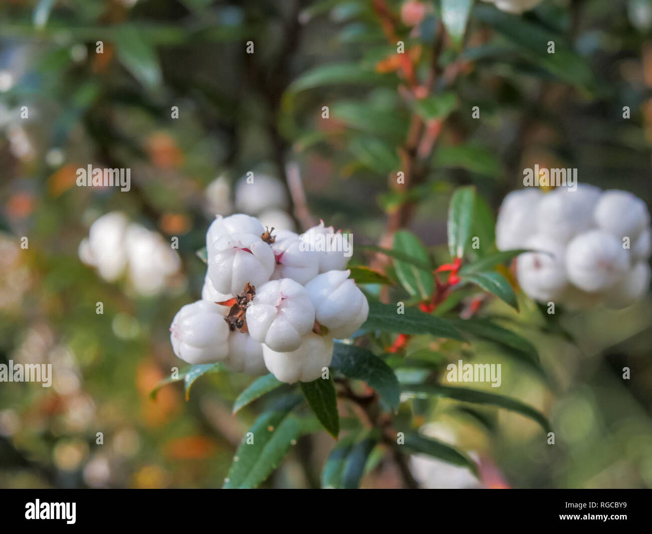 Future Plants By Randy Stewart Snowberry Coralberry Wolfberry