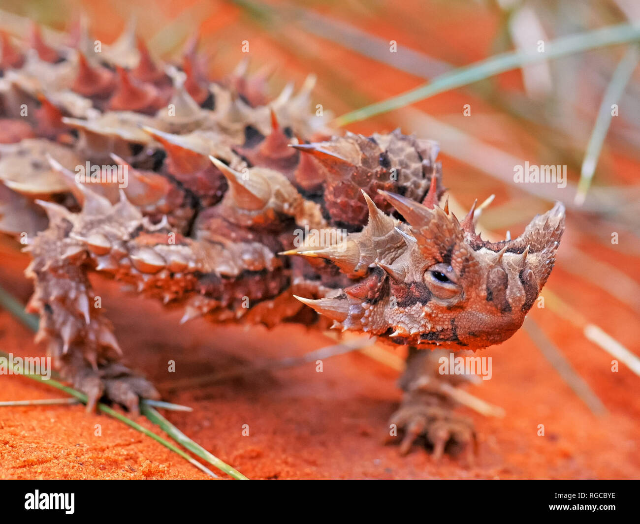 close up of the head of a thorny devil lizard from the northern territory Stock Photo