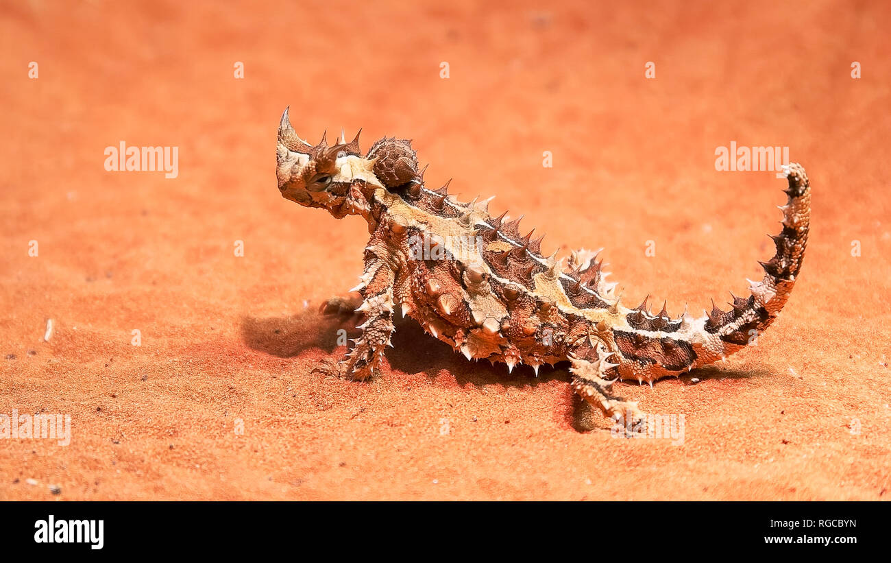 an australian thorny dragon lizard on a sandy ground turns its head and looks around Stock Photo