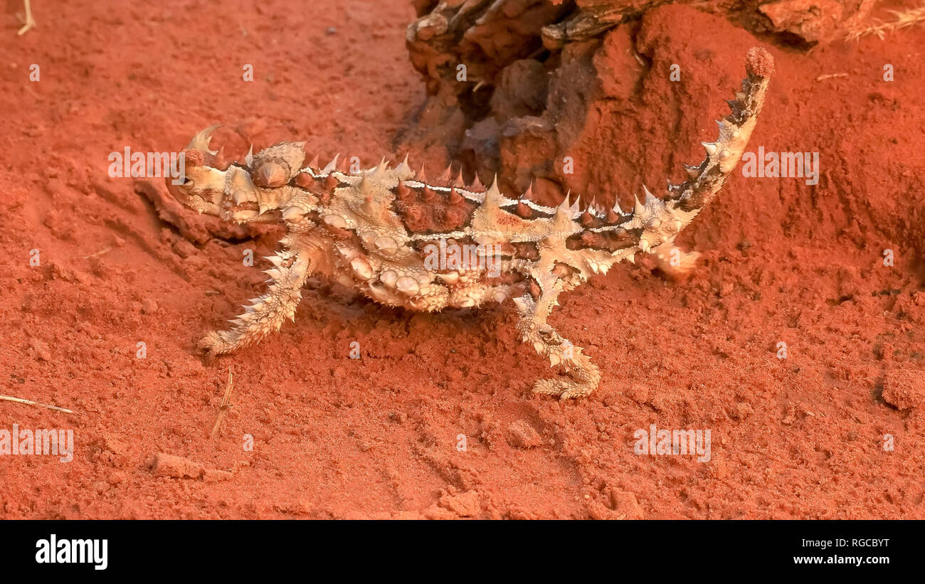 close up of a thorny dragon lizard from the northern territory walking Stock Photo