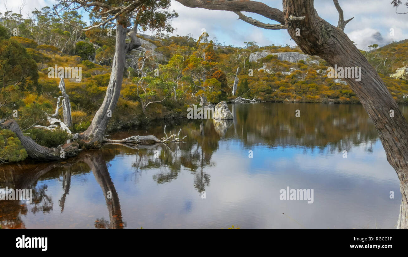 the autumn colors of yellowing nothofagus are reflected in the calm waters of the wombat pool near cradle mountain, tasmania Stock Photo