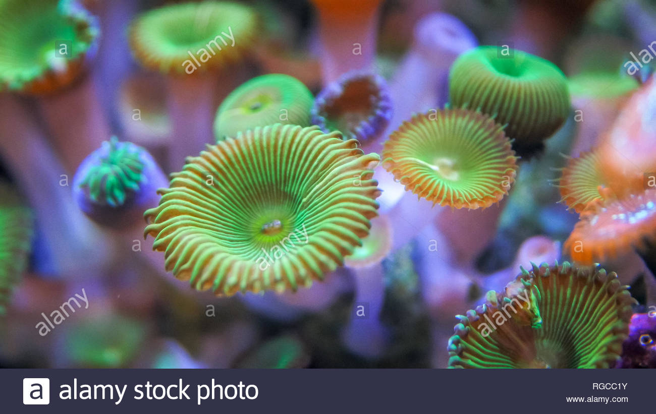 button polyp coral stock