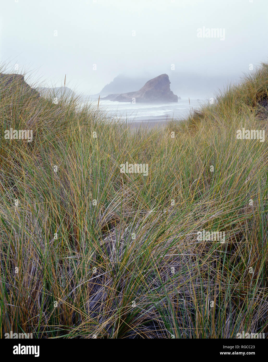 USA, Oregon, Pistol River State Park, Beach grass overlooks Myers Creek