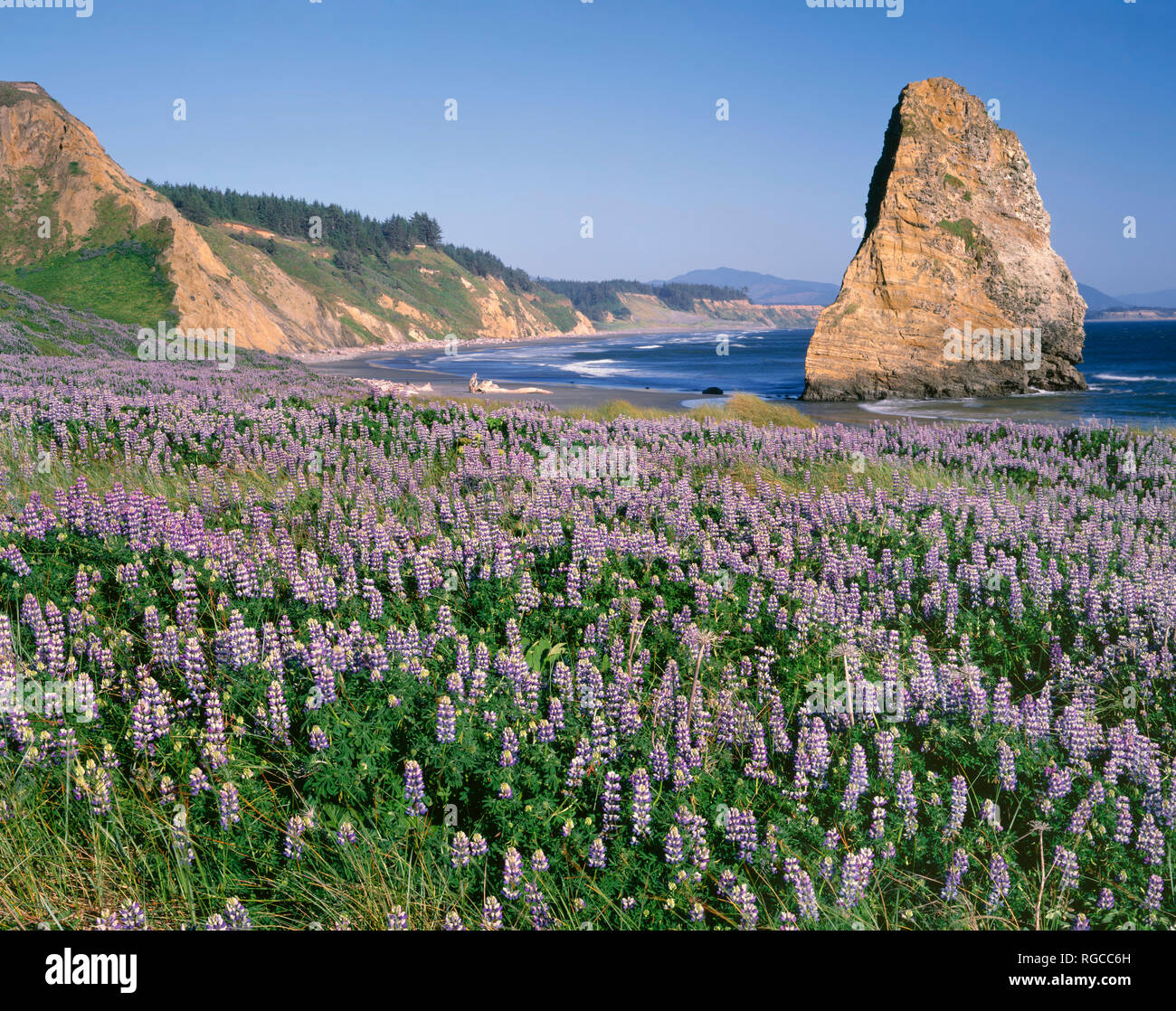 USA, Oregon, Cape Blanco State Park, Spring bloom of seashore lupine (Lupinus littoralis) and off shore Needle Rock. Stock Photo