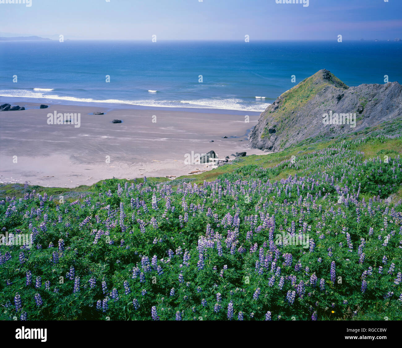 USA, Oregon, Cape Blanco State Park, Spring bloom of seashore lupine (Lupinus littoralis) above beach and ocean. Stock Photo