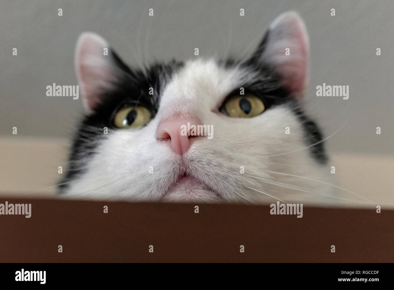 black & white cat face Stock Photo