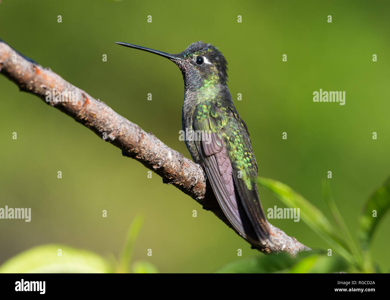 A Talamanca Hummingbird (Eugenes spectabilis) perched on a branch. Costa Rica, Central America. Stock Photo