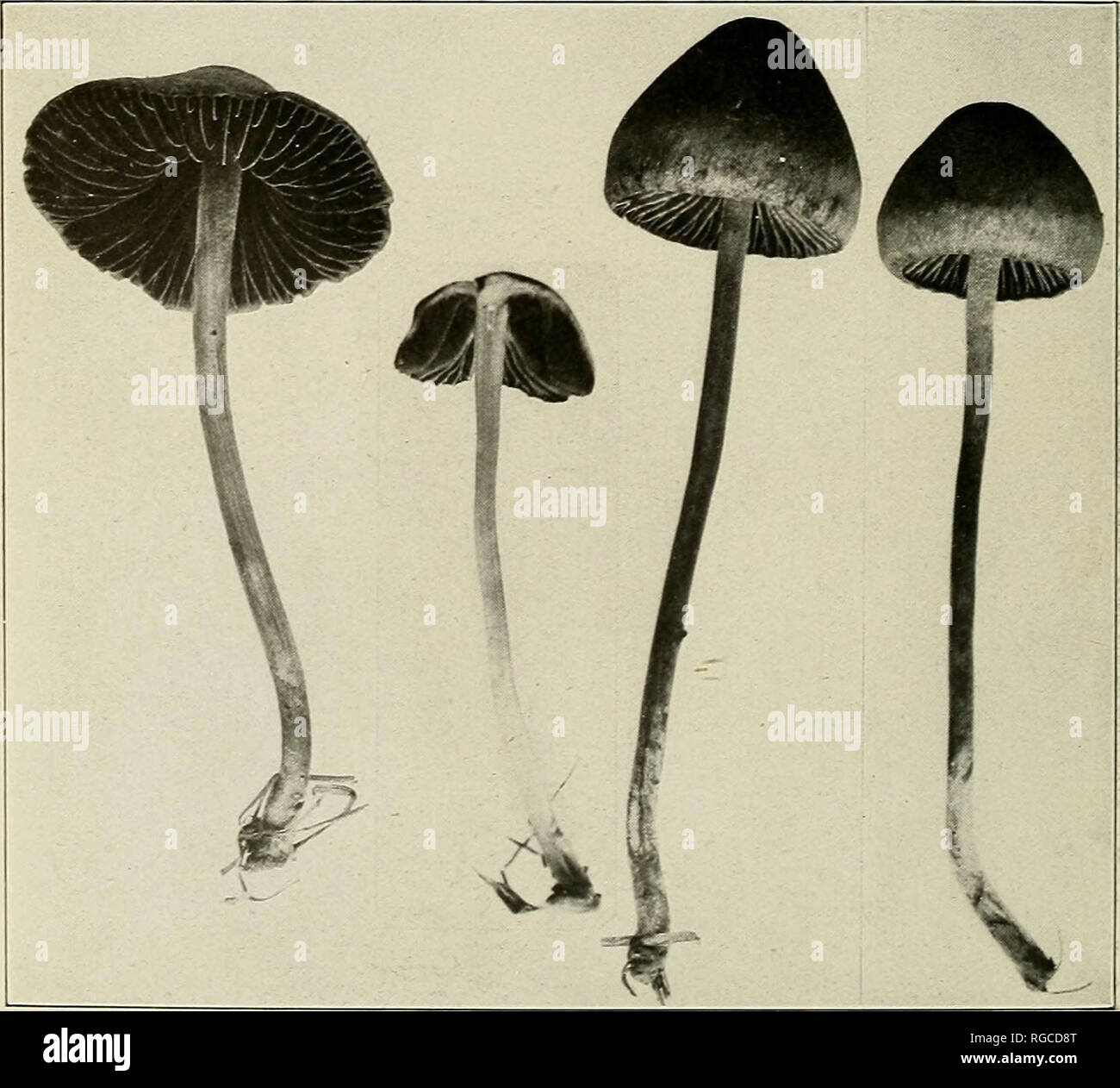 . Bulletin of the U.S. Department of Agriculture. Agriculture; Agriculture. Fig. 1.—Coprinus micaceus. (Edible.). Fig. 2.—Panaeolus retirugis. (Edible.). Please note that these images are extracted from scanned page images that may have been digitally enhanced for readability - coloration and appearance of these illustrations may not perfectly resemble the original work.. United States. Dept. of Agriculture. [Washington, D. C. ?] : The Dept. : Supt. of Docs. , G. P. O. Stock Photo