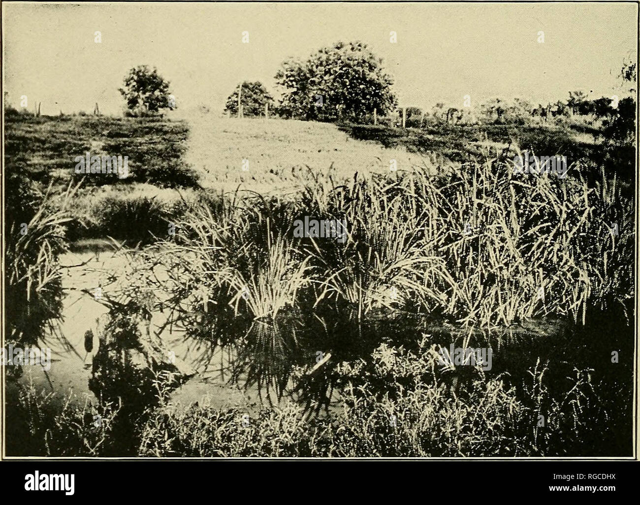 . Bulletin of the U.S. Department of Agriculture. Agriculture; Agriculture. Fig. 1.—View aloii? channel, Bayou Walnut, natural conditions, showing overhanging vege- tation and aquatic vegetation in bed. Surface of water in foreground covered with duckweed (Lemna spp.) and with aquatic plant, Jussiaeu diffusa, in background.. Fig. 2.—View across Bayou Walnut, natural conditions, showing absence of overhanging vegetation, with aquatic grass, Zizaniopsis miliacea, in bed. IMPOUNDING WATER TO CONTROL MALARIA MOSQUITOES.. Please note that these images are extracted from scanned page images that may Stock Photo