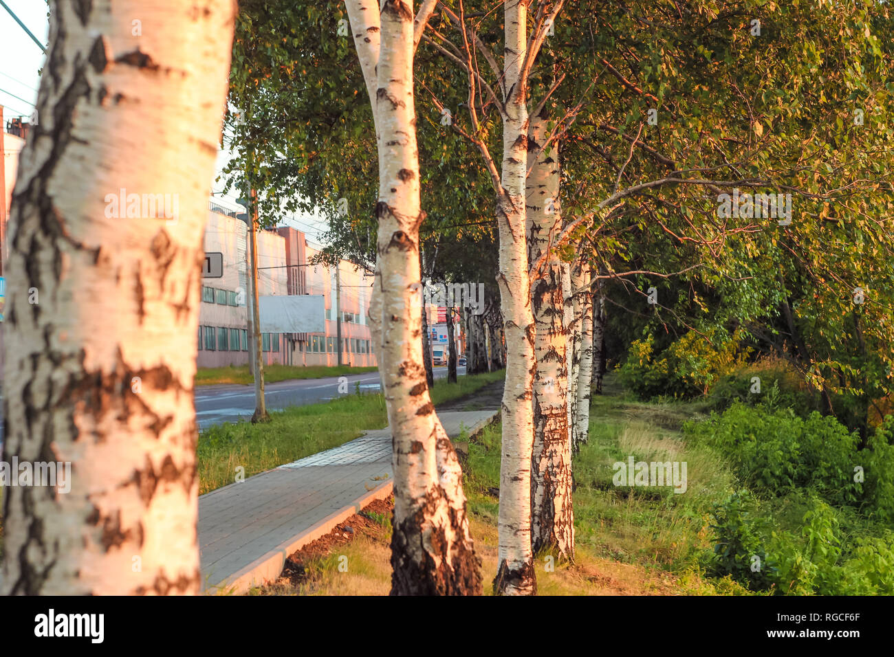 Several birch trees with a deep morning dawn with highlights in the orange  rays of the summer sun at the road against the industrial warehouse with hi  Stock Photo - Alamy