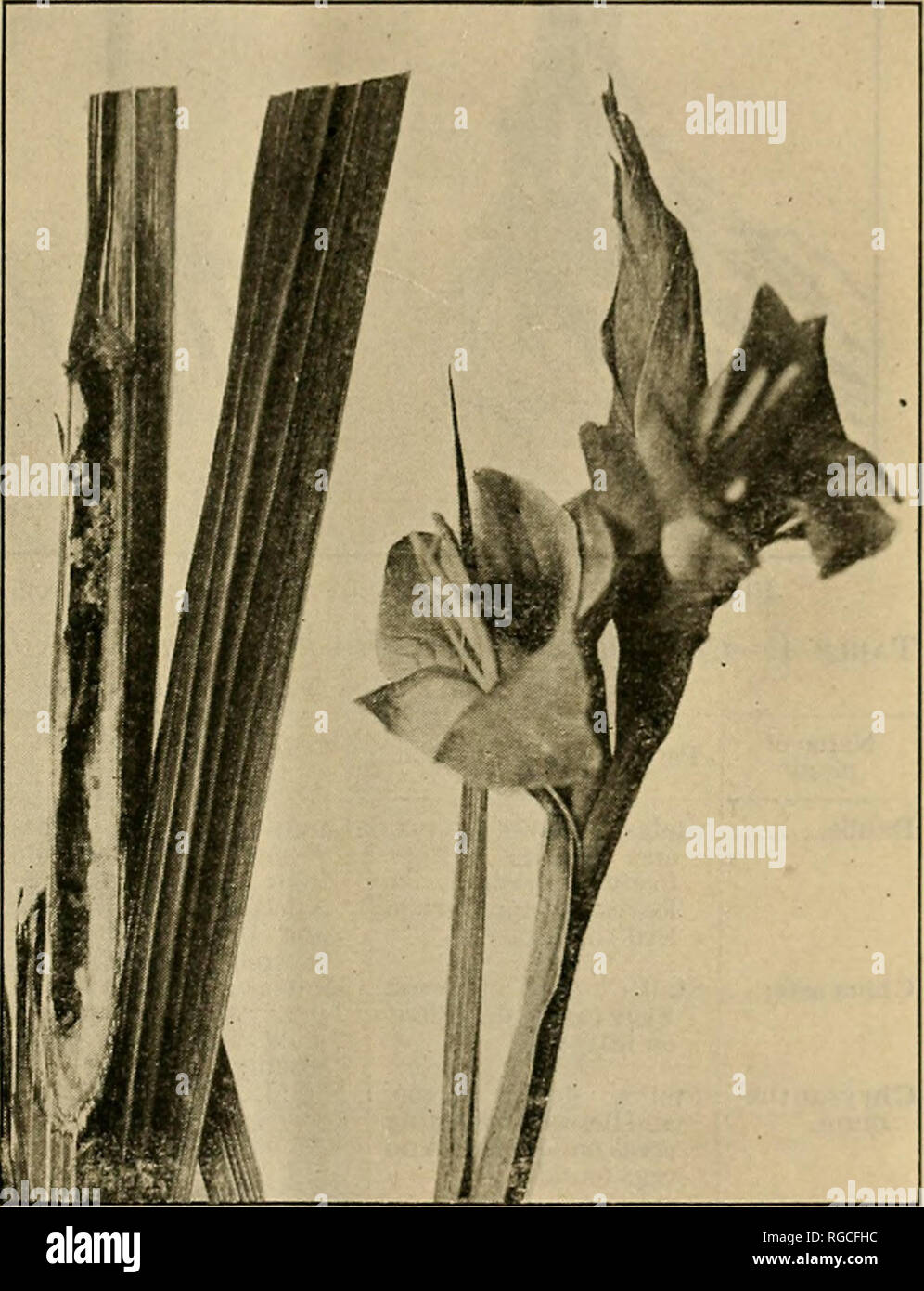 . Bulletin of the U.S. Department of Agriculture. Agriculture; Agriculture. PROGRESS REPORT OX Till', KUROPEAN CORN BORER 39 FLOWERING PLANTS Although a large number of flowering plants are known to be attacked by P. nubUalis (Table 1), the most important of tin- group, considering their susceptibility and economic importance, are dahlia, China aster, chrysanthemum, zinnia, calendula, carina, cosmos, geranium, gladiolus (fig. 19), golden glow, hollyhock, ana salvia. A summary of the more important observations relating to these plants is included in Table 4. With the exception of cosmos and da Stock Photo