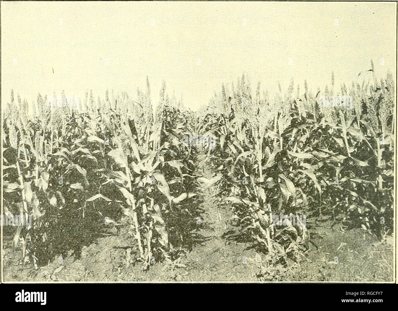 Bulletin Of The U S Department Of Agriculture Agriculture Agriculture 24 Bulletin 976 Tj S Department Of Agriculture Desired Stands In All Rates The Row Space To The Plant For The Differ