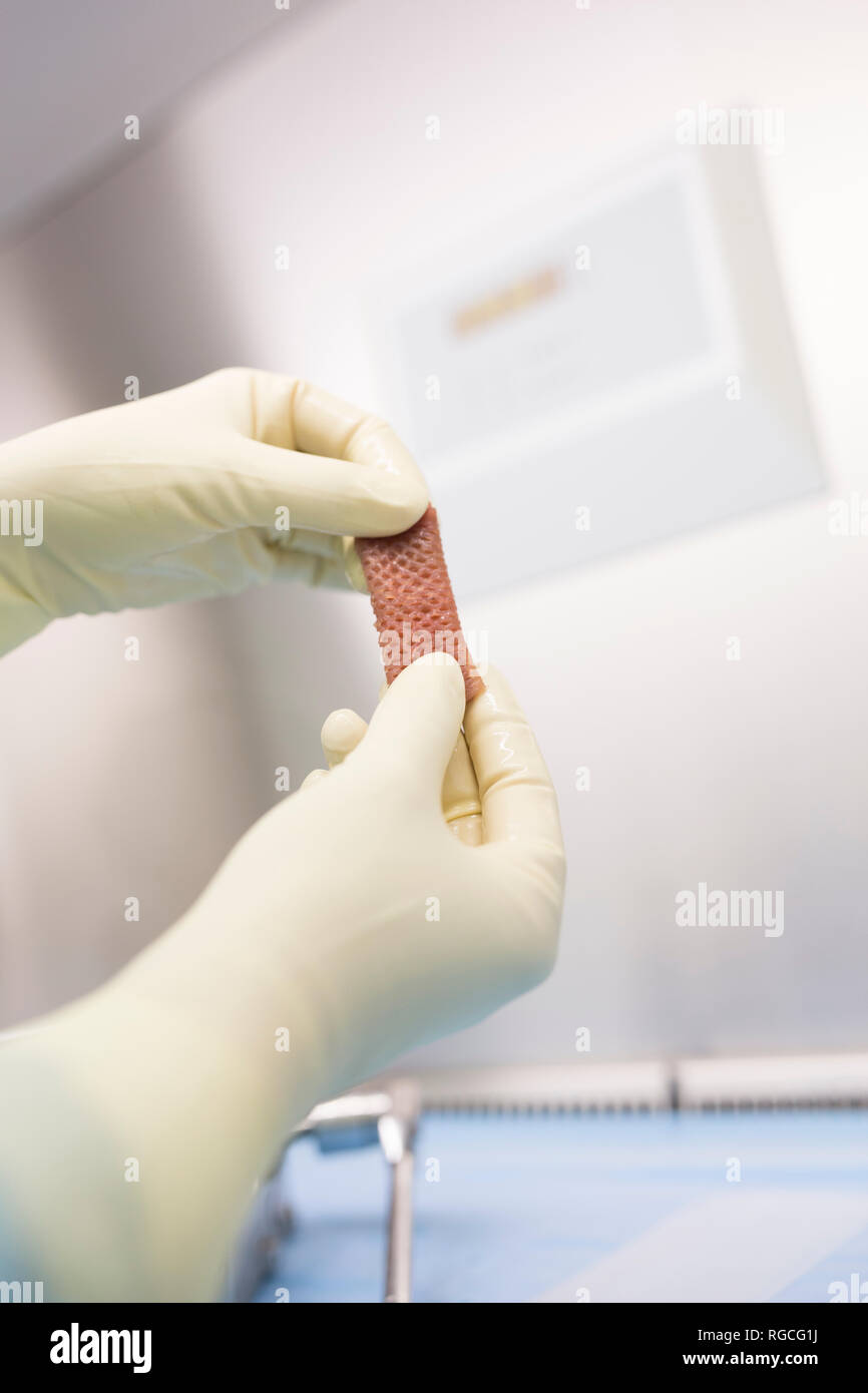 Scientist processing skin graft in laboratory Stock Photo