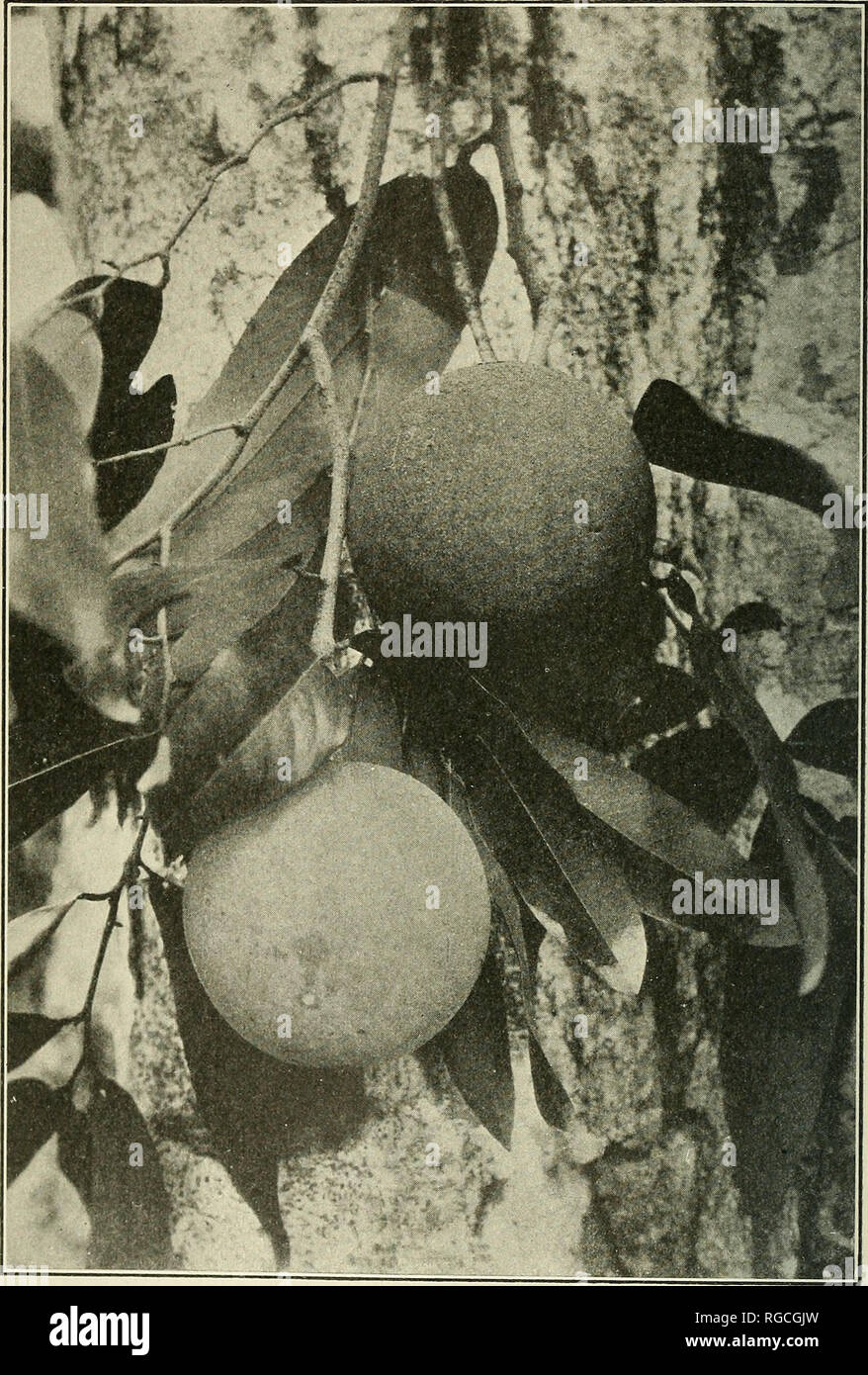 . Bulletin of the U.S. Department of Agriculture. Agriculture; Agriculture. Bui. 1057, U. S. Dept. of Agriculture. PLATE II.. Fruits of the Siamese &quot;Maikrabao&quot; Tree, Hydnocarpus anthelmin- thica Pierre. The fruits are pinned against the trunk of a maikrabao tree growing near Klong Sam, Bangkok, biam. (Photographed by J. F. Rock, November, 1920; P22627FS.). Please note that these images are extracted from scanned page images that may have been digitally enhanced for readability - coloration and appearance of these illustrations may not perfectly resemble the original work.. United Sta Stock Photo