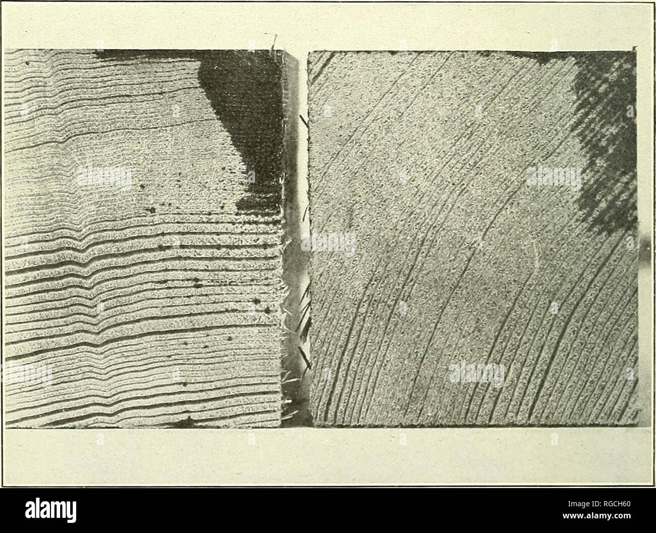 . Bulletin of the U.S. Department of Agriculture. Agriculture; Agriculture. Fig. 1 .—Penetrations in Alpine Fir (Abies lasiocarpa) Heartwood. 1, piece No. 308, treated 30 minutes; 2, piece No. 307, treated 60 minutes; 3, piece No. 309, treated 120 minutes. This species contained no resin ducts or cells and is almost impenetrable.. Fig. 2.—Douglas Fir (Pseudotsuga taxifolia) Treated in Penetrance Apparatus. The piece to the left is sapwood; that to the right is heartwood. The spots on the sapwood piece are treated resin ducts outside of the range of ordinary penetration. They show that the creo Stock Photo