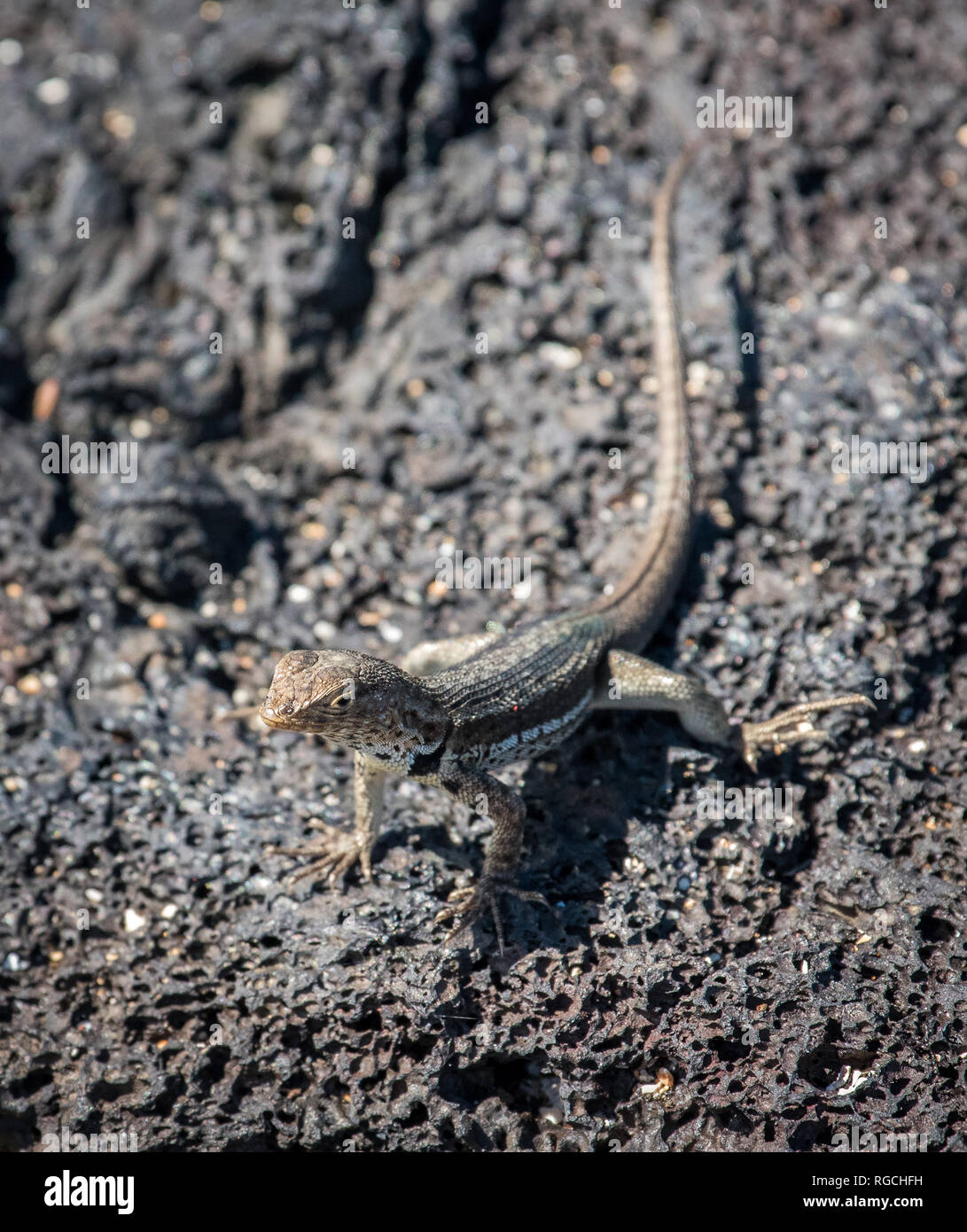 Galapagos Lava Lizard Stock Photo - Alamy