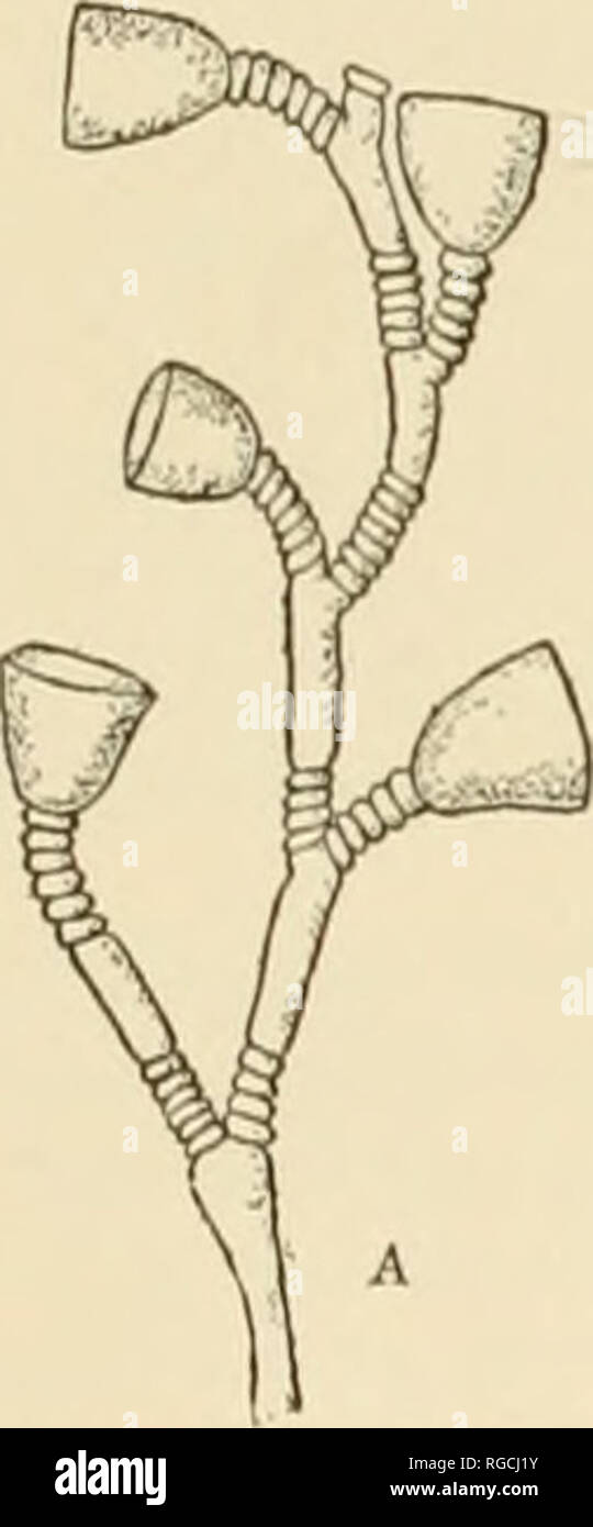 . Bulletin of the United States Fish Commission. Fisheries -- United States; Fish-culture -- United States. Fig. 2j.—Obetia QCniculata (Linnaeus). Obelia hyalina Clarke. Obelia hyalina Clarke, Bull. Mus. Comp. Zool., Harvard. 1879, p. 241. Trophosome.—Colony small usually from 15 to 20 ram. in height; some colonies scarcely branched, others of about the same height with several branches; stem distinctly geniculate with several annula- tions above the origin of each branch and pedicel; branches sometimes coming from the axil of a pedicel and sometimes taking the place of pedicels; pedicels eith Stock Photo