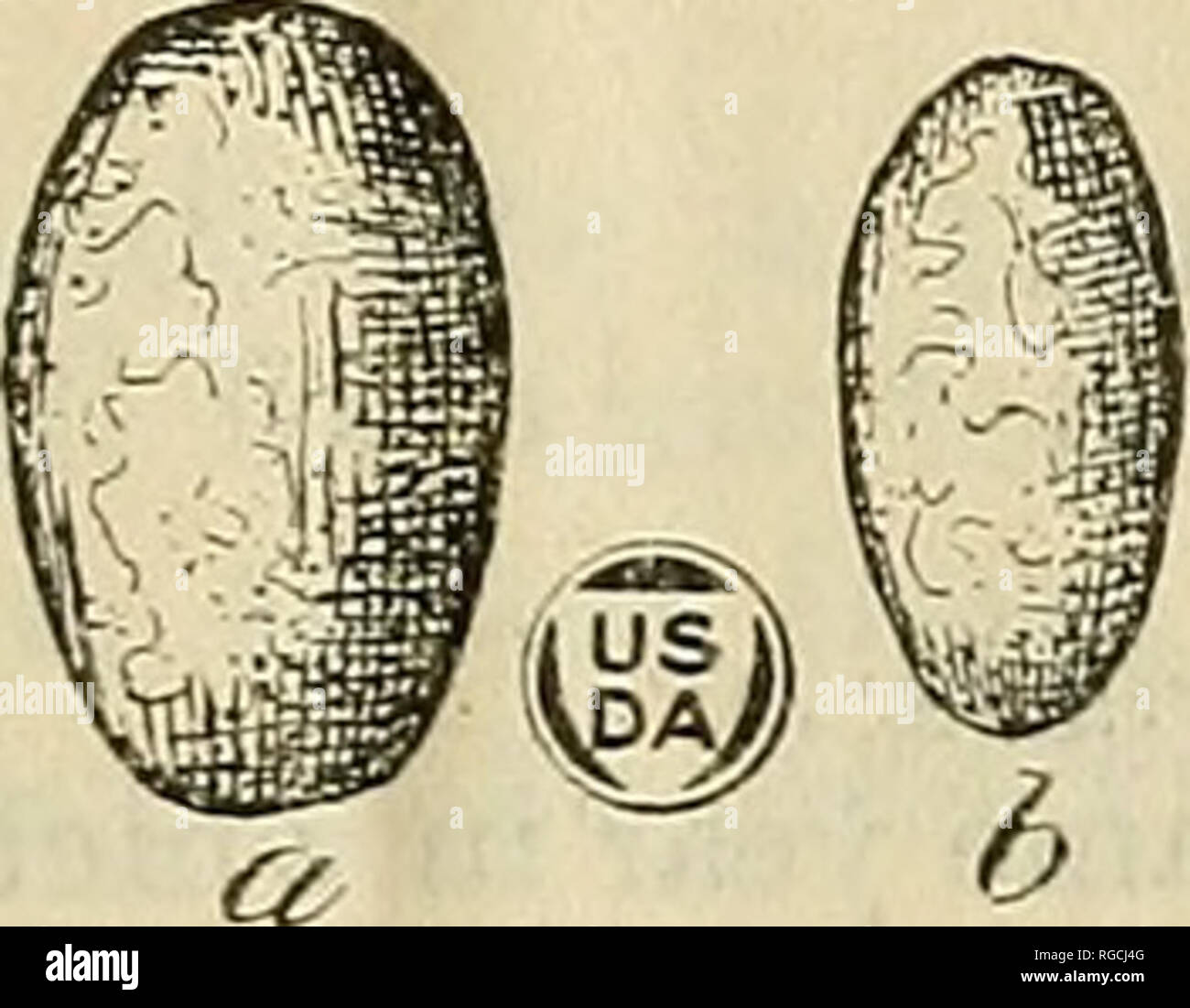. Bulletin of the U.S. Department of Agriculture. Agriculture; Agriculture. THE IMPORTED PINE SAWFLY. 7. Fig. 5.—Diprion simile: Cocoons, a, Occupied by female,unopened; b, occupied by male, unopened; c, after emergence of female; d, male cocoon, showing emergence hole of a chalcid parasite; e, fe- male cocoon, showing emergence hole of a dipterous parasite. LIFE HISTORY AND SEASONAL HISTORY. The experiments to obtain data on the life history and seasonal history of Diprion simile were distinct from those pertaining to the; choice of host plant and also from those pertaining to the ability of  Stock Photo