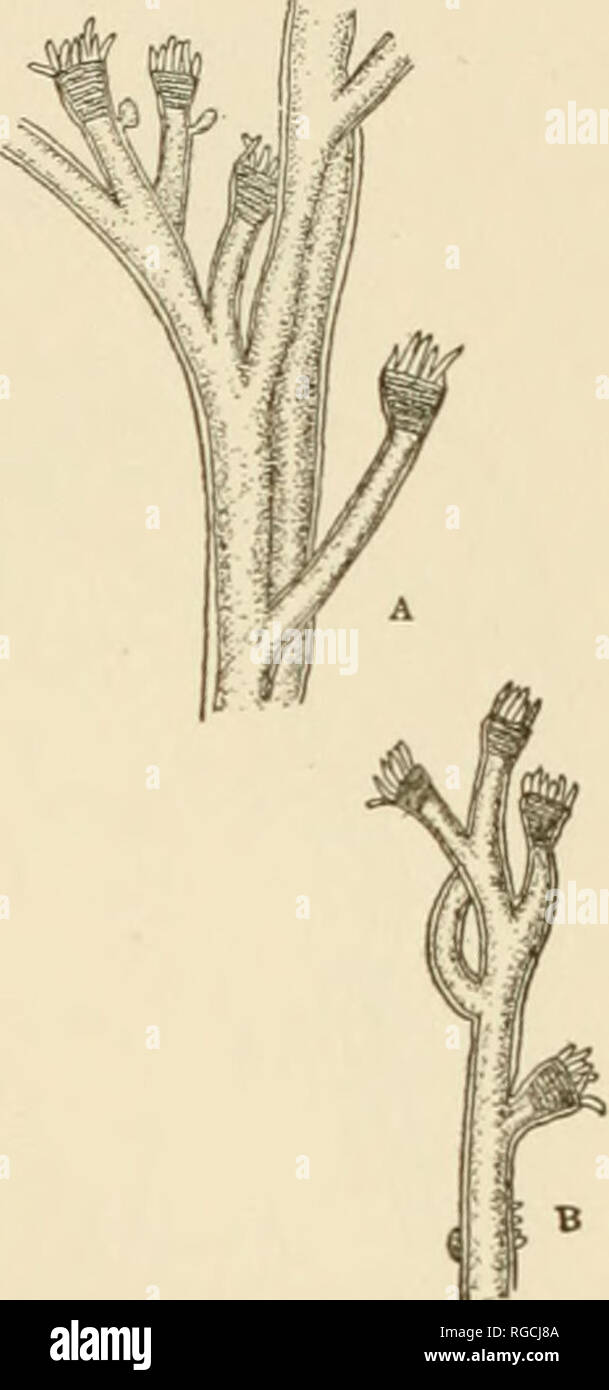 . Bulletin of the United States Fish Commission. Fisheries -- United States; Fish-culture -- United States. HYDROIDS OF BEAUFORT, NORTH CAROLINA. 347 Syncoryne miiabilis (Agassiz). Corytu mirabilis Agassiz, Cont. Nat. Hist. U. S., IV, 1862, p. 185. Syncoryne mirabitis Nutting, Hydroids of the Woods Hole Region, 1901, p. 32S. Hargitt, Am. Nat., 1901, p. 306. Trophosome.—Colony unbranched or slightly and irregularly branched; hydranth body large, very stout for its length; perisarc smooth, reaching to the base of the hydranth. Gonosome.—Gonophores borne below the proximal tentacles; medusae beco Stock Photo