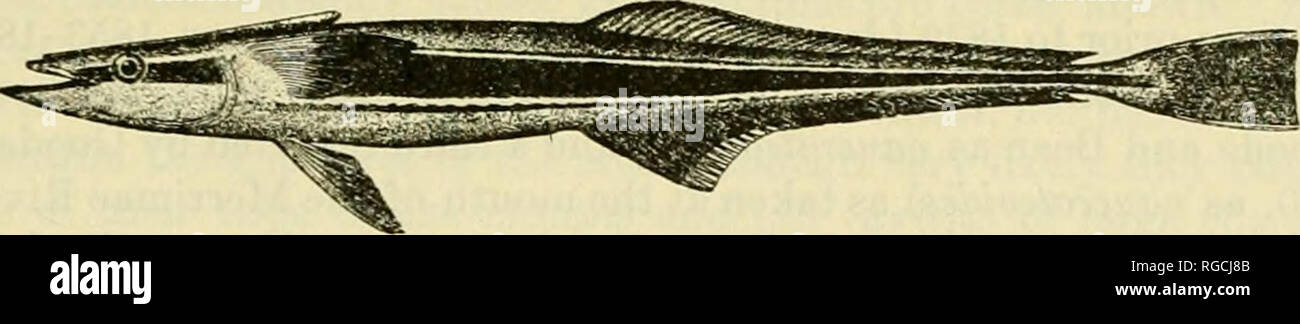 . Bulletin of the United States Fish Commission. Fisheries -- United States; Fish-culture -- United States. FISHES OF THE GULF OF MAINE 349 THE REMORAS. FAMILY ECHENEIDID.E The several remoras are easily distinguished from all other fishes by the fact that the spiny part of the dorsal fin is modified into a flat oval sucking plate com- posed of a double series of cartilaginous crossplates with serrated free edges situated on the top of the head and neck. All remoras, too, are slender of form with the lower jaw projecting far beyond the upper. Their large mouths are armed with many small pointe Stock Photo