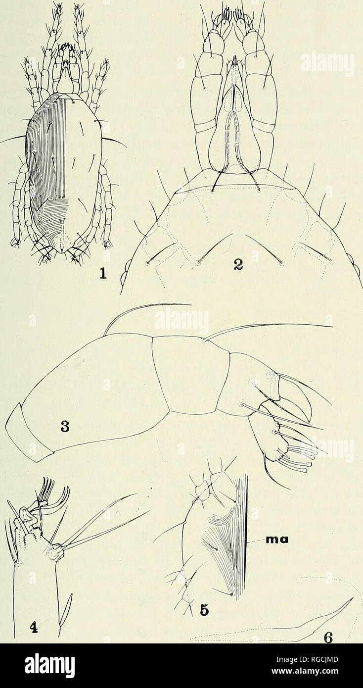 . Bulletin of the Southern California Academy of Sciences. Science; Natural history; Natural history. Bulletin, So. Calif. Academy of Sciences Vol. 58, Part 2, 1959. PLATE 36 Molothrognathus washingtonia EXPLANATION OF FIGURES Fig 1. Dorsal view of male. Fig. 2. Dorsal view of gnathosoma and anterior portion of idiosoma. Fig. 3. Lateral view of right palpus. Fig. 4. Tip of tarsus I, lateral view. Fig. 5. Anterior portion of idiosoma, right side, viewed ventrally (ma, median apodeme). Fig. 6. Lateral view of aedeagus. 113. Please note that these images are extracted from scanned page images tha Stock Photo