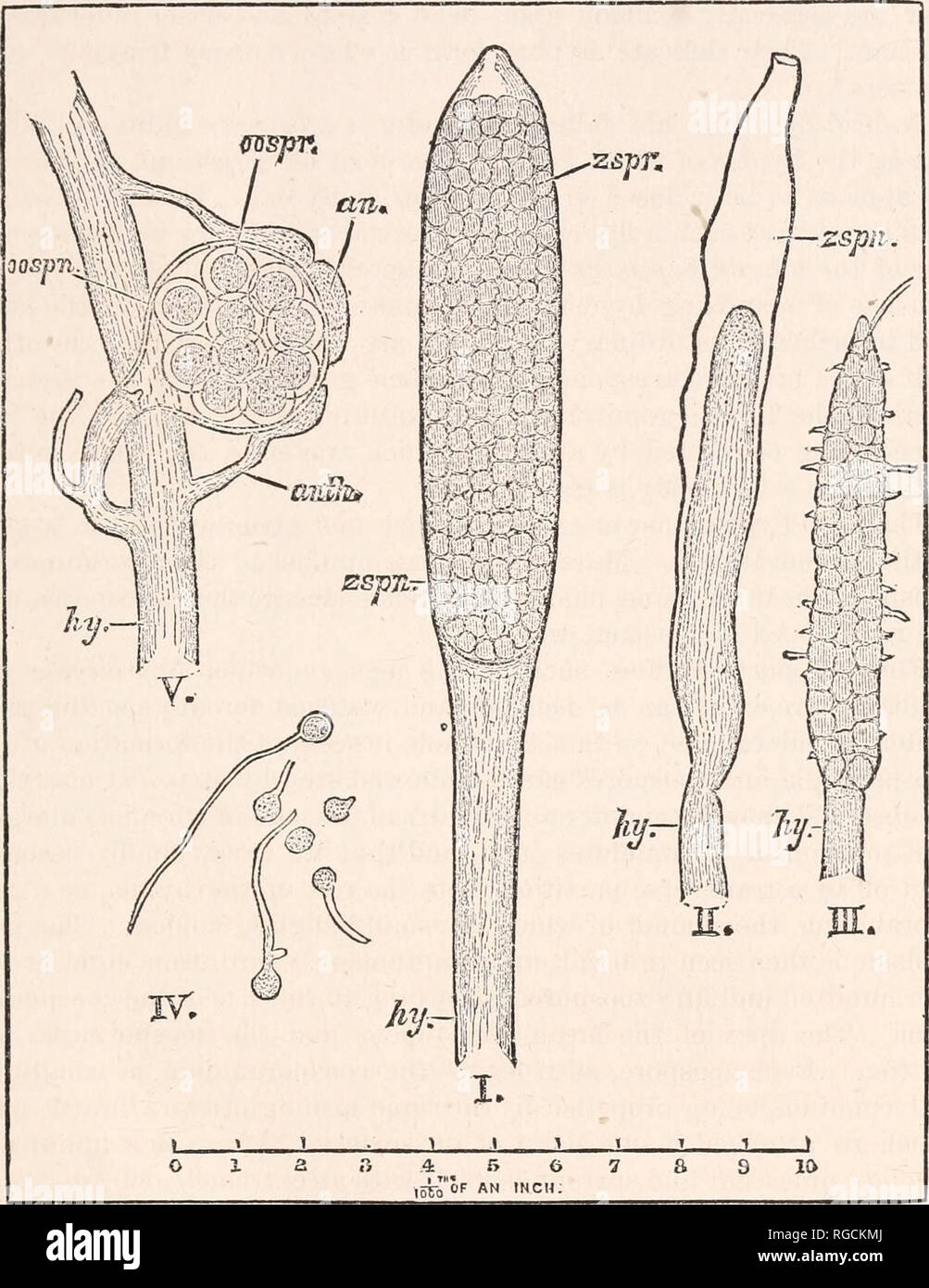 . Bulletin of the United States Fish Commission. Fisheries -- United States; Fish-culture -- United States. BULLETIN OF THE UNITED STATES FISH COMMISSION. 433 and Brefeld,* a great amount of accurate information respecting the Saprolegniwhas been accumulated of late years.. CHARACTERISTIC FORMS OF THE SPORANGIA AXU SPOKES OF SAPKOLEGNIA. I. —A zoosprangium full of nearly ripe, zoospores from the skin of a living diseased salmon. II.—An empty zoosporangium, through the center of which the hypha is growing in order to pro duce a new zoosporanginm. From the fresh growth of Saprolegnia on the dise Stock Photo