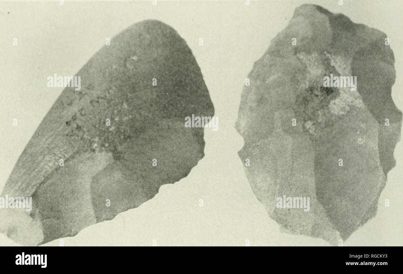 bulletin-of-the-southern-california-academy-of-sciences-science-natural-history-natural-history-lullki-in-so-im-ir-i-n-!-s-ikncks-lt1-55-iait-2-u5j-plate-18-tpical-pebblr-industry-implements-blacks-fork-wyoming-side-chopper-and-coup-de-poing-stadia-times-in-either-case-the-presence-of-man-at-the-texas-street-locahty-appears-to-more-than-treble-the-quotmaximum-agequot-previously-accepted-for-man-in-america-summary-the-study-of-early-prehistoric-archeology-of-west-ern-america-began-comparatively-recently-and-is-much-too-young-to-give-us-decis-RGCKY3.jpg