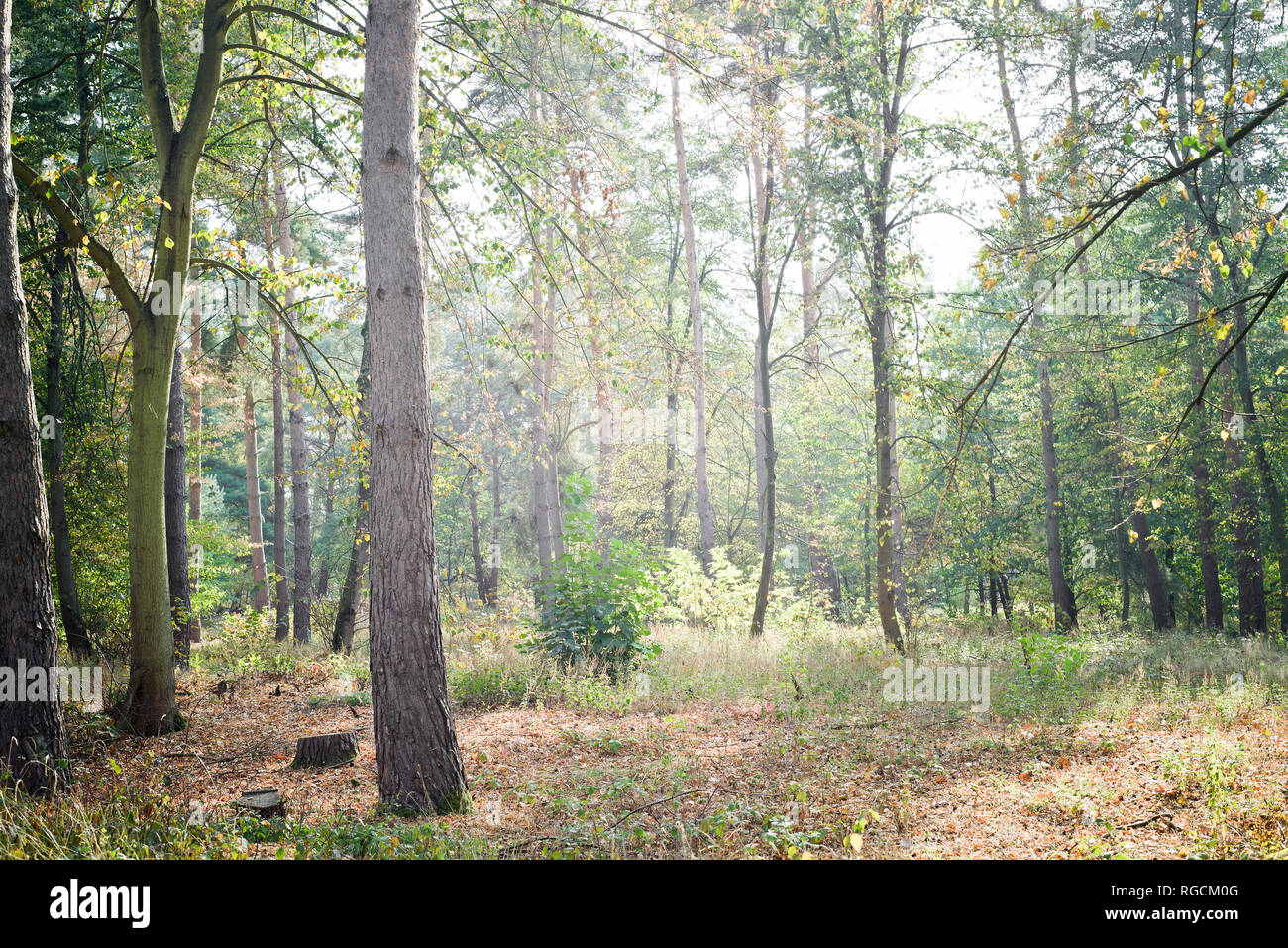 Germany, Rhein-Neckar-Kreis, Dossenwald, Nature Preserve Stock Photo