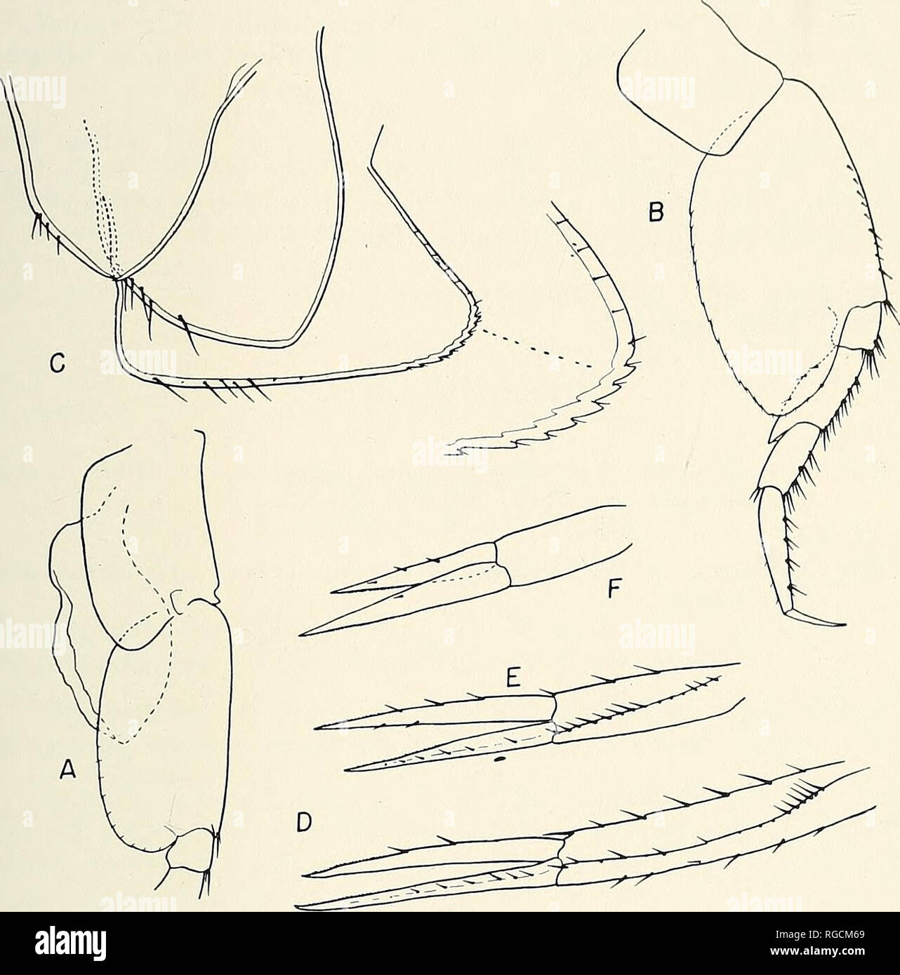 . Bulletin of the Southern California Academy of Sciences. Science; Natural history; Natural history. BxiLLETiN, So. Calif. Academy of Sciences Vol. 55, Part 1, 1956. PLATE 11 Stegocephalus hancocki, n. sp. A.—Peraeopod 4, anterior segments. B.—Peraeopod 5. C—Epimeral plates with enlargement of distal angle of 3rd. D.—Uropod 1. E.—Uropod 2. F.-Uropod 3. Remarks: Although close to Stegocephalus inflatus Kroyer, the following differences may be noted. The third epimeral plate in S. infiatus is ventrally serrate with the posterodistal angle sharp and even slightly produced posteriorly; here it is Stock Photo
