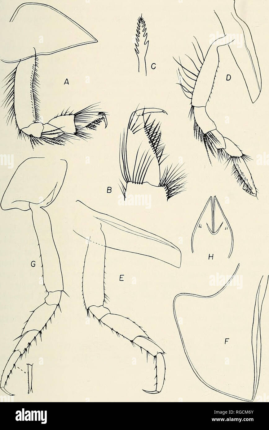 . Bulletin of the Southern California Academy of Sciences. Science; Natural history; Natural history. Bulletin, So. Calif. Academy of Sciences Vol. 55, Part 1, 1956. PLATE 10 PLATE 2. Stegocephalus hancocki, n. sp. A.—Gnathopod 1. B.—Gnathopod 1, propod and dactylos. C.—Spine from Gnathopod 1, propod inner margin. D.—Gnathopod 2. E.—Peraeopod 1. F.—Peraeopod 2, sideplate only. G.—Peraeopod 3, with enlarged propod spine. H.—Telson. 31. Please note that these images are extracted from scanned page images that may have been digitally enhanced for readability - coloration and appearance of these i Stock Photo
