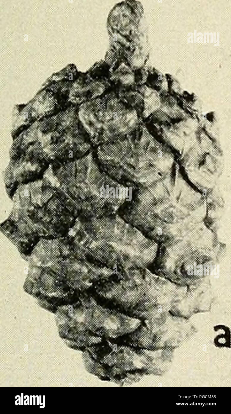 . Bulletin of the Southern California Academy of Sciences. Science; Natural history; Natural history. s ^v^* ?&gt;* PLATE 11 Fig. 1 — Fossil mold of pine cone, Pinus paucisquamosa n. sp. Templeton. Holotype. x 1. Fig. 2 — Latex cast made from the fossil pine cone mold, x 1. Fig. 3 — Comparison of Pinus chihuahuana Engelm. (a) with the cast from the fossil cone mold, x 1. 65. Please note that these images are extracted from scanned page images that may have been digitally enhanced for readability - coloration and appearance of these illustrations may not perfectly resemble the original work.. S Stock Photo