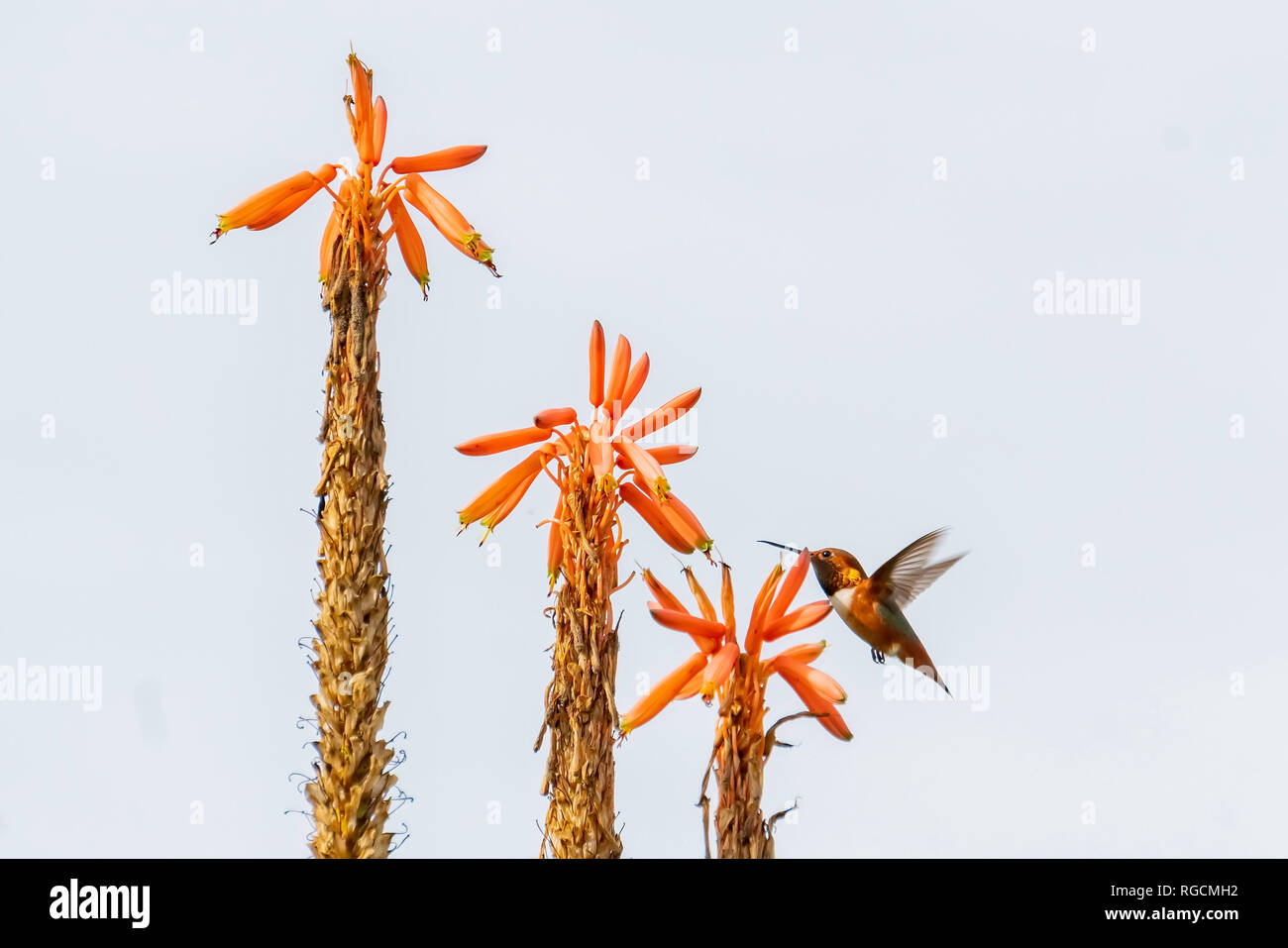 Hummingbird and beautiful red Aloe arborescens, photo took at Los Angeles Stock Photo Alamy