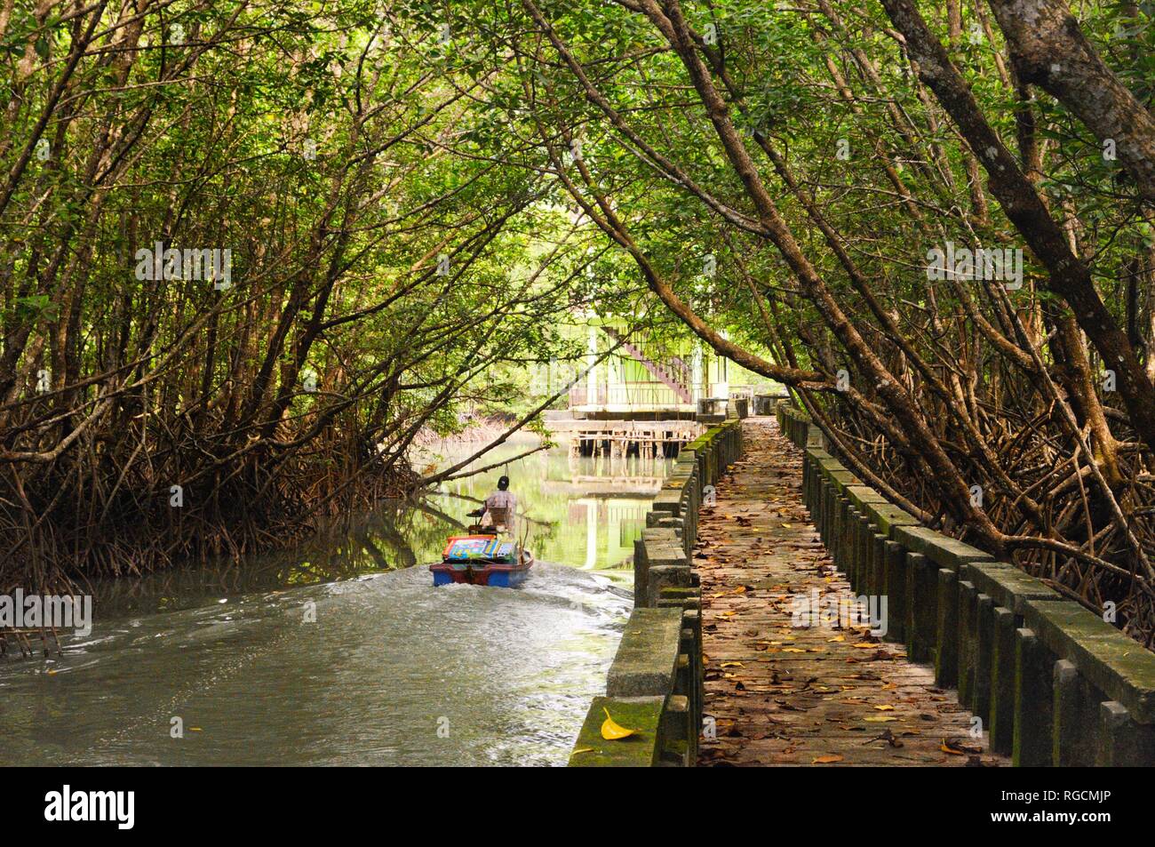 Concrete walkway in mangrove forest on tropical Koh Chang island in Trat province of Thailand Stock Photo