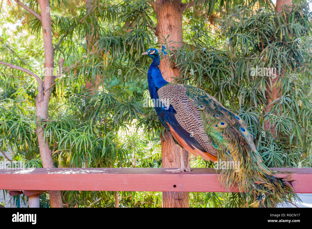 Peacock chair hires stock photography and images Alamy
