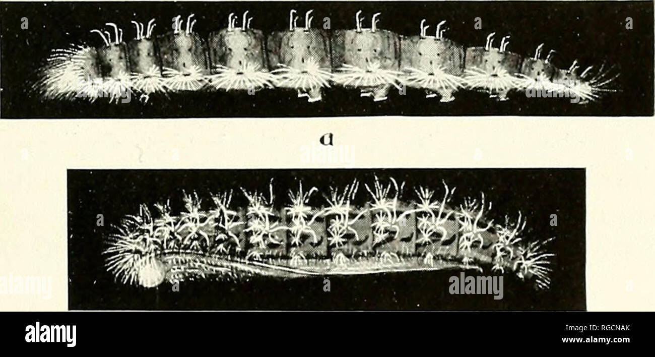 . Bulletin of the Southern California Academy of Sciences. Science; Natural history; Natural history. ADAINA MONTANA Wish. On September 26, 1932, while collecting along the Colorado River near Blythe, Riverside County, California, the larvae of this species was taken on cockle burr (Xanthium canadense Mill.). These were bred to maturity and the first imago emerged October 11. In feeding, the caterpillars consume the under surface of the leaf, leaving the shell and skeleton of the upper surface. Mature larva. Length, extended, 12 mm. In form they are flattened dorso-ventrally, widest at about t Stock Photo