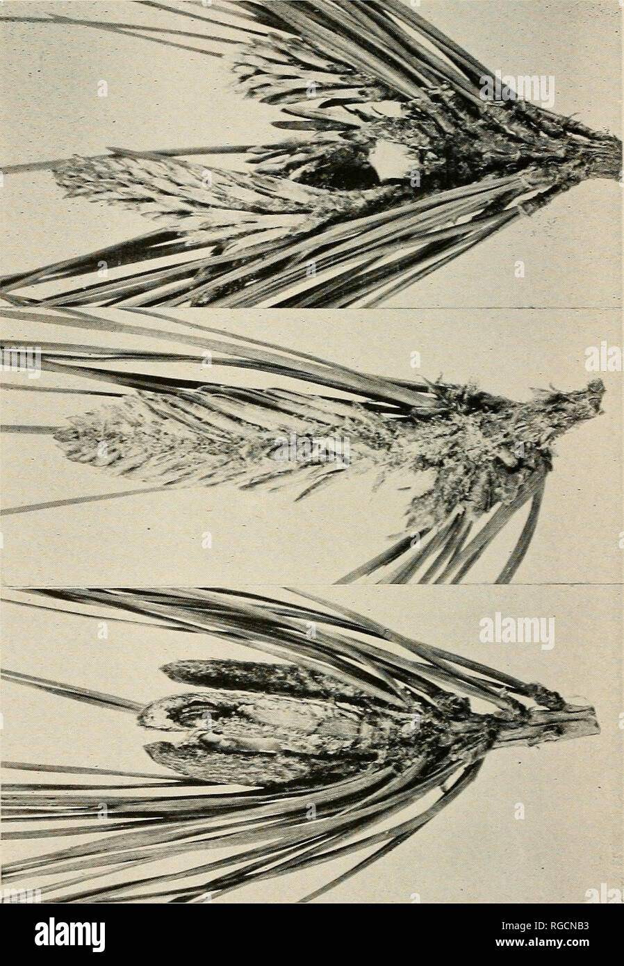 . Bulletin of the Southern California Academy of Sciences. Science; Natural history; Natural history. PLATE 14 Rhyacionia pasadenana ( Kearf.) slightly reduced in size. A. Ern;'v ;i'ipal case in damaged bud. B. Pre-; 'K'dl larva in bud. C. Exudation of pitch caused by activities of larva. 30. Please note that these images are extracted from scanned page images that may have been digitally enhanced for readability - coloration and appearance of these illustrations may not perfectly resemble the original work.. Southern California Academy of Sciences. Los Angeles, Calif. : The Academy Stock Photo