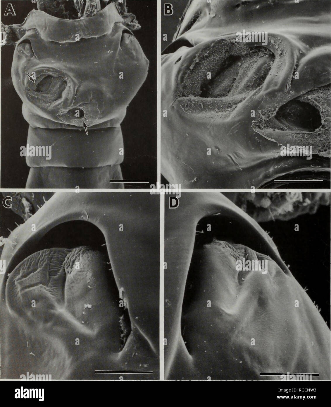 . Bulletin of the Natural History Museum Zoology. 150 S. OHTSUKA, G.A. BOXSHALL AND H.S.J. ROE. Fig. 31. Paraugaptilus buchani, female. SEM micrographs of genital double-somite. A, Genital double-somite, copulatory pores arrowed, scale bar = 100 [x.m; B, Copulatory pores, scale bar = 50 u.m; C, Right gonopore, scale bar = 20 u.m; D, Left gonopore, scale bar = 20 jim.. Please note that these images are extracted from scanned page images that may have been digitally enhanced for readability - coloration and appearance of these illustrations may not perfectly resemble the original work.. Natural  Stock Photo