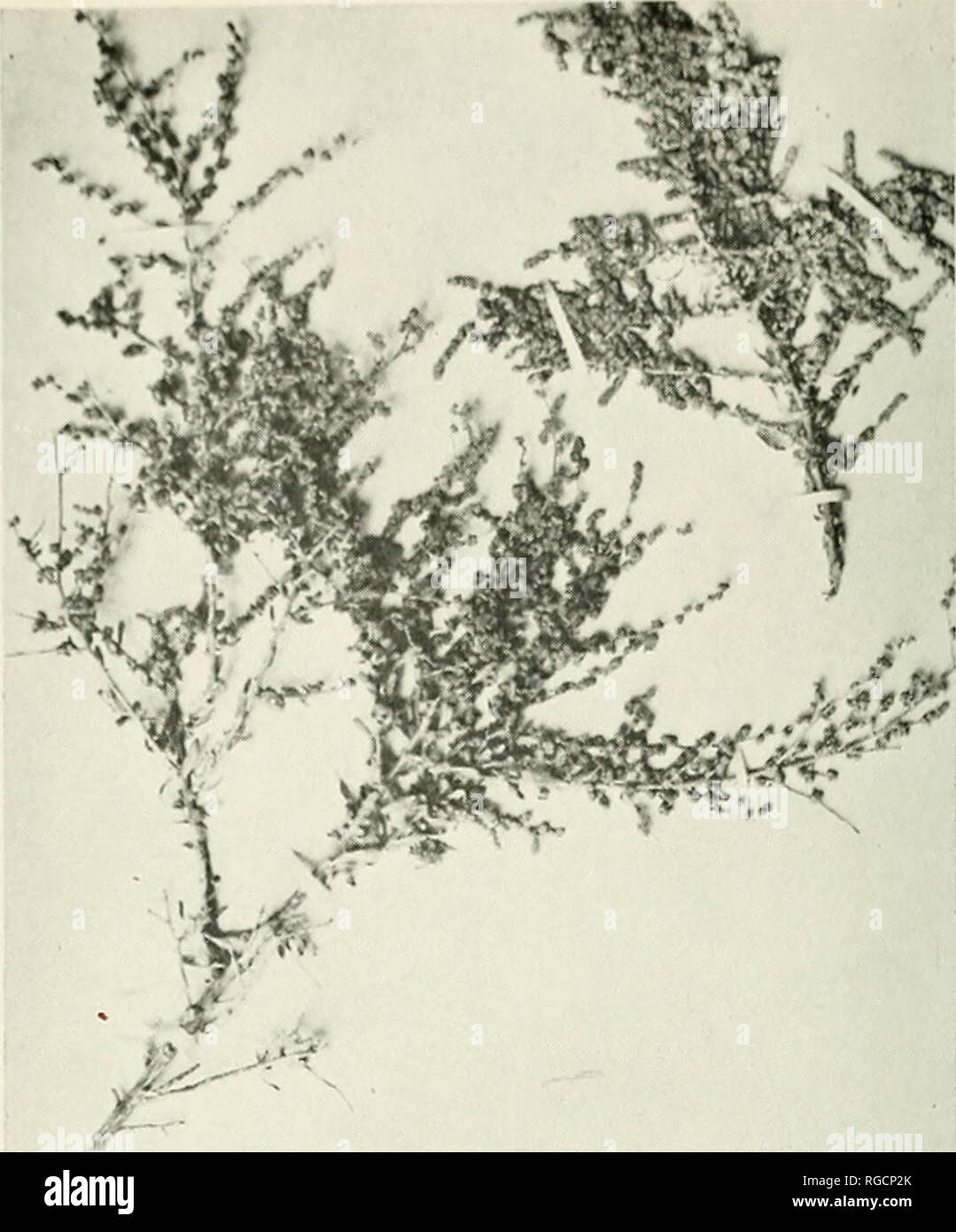 . Bulletin of the Southern California Academy of Sciences. Science; Natural history; Natural history. Fig. i. Allscale (Atriplex polycarpa) grasses, based upon abundance, general distribution and amount of pollen produced are Bermuda Grass (Capriola), Brome Grasses (Bromus), Johnson Grass (Holcus) Fig. 2, Ray or Rye Grasses (Lo- lium), Melic Grass (Melica), Blue-grass (Poa), Canary Grasses (Phalaris), Stipa Grasses (Stipa), Wild Rye-grasses (Blymus), Koeler's Grass (Koeleria), Wild Oats (Avena), Barnyard Grass (Echinochloa) Red Top (Agrostis), and Fescue (Festuca). The third group contains som Stock Photo