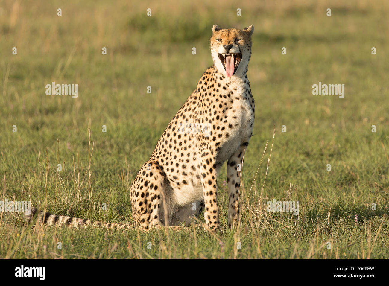 Cheetah showing it's teeth in the Masai Mara Stock Photo