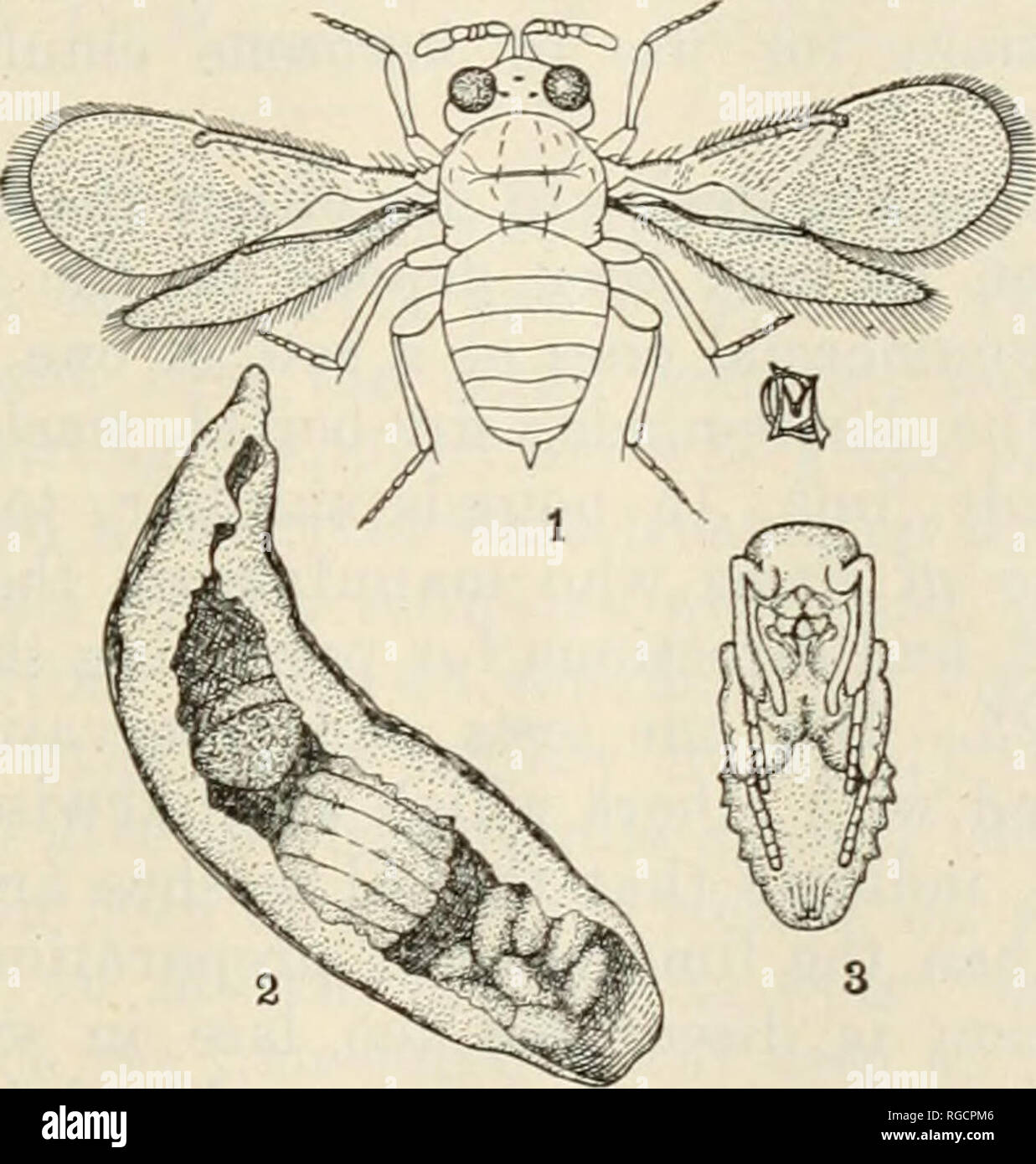 . The Bulletin of the North Carolina Department of Agriculture. Agriculture -- North Carolina. The Bulletin. 17 Upon the whole we are led to believe that the parasite and lady- beetle enemies (especially the former) of the Oyster-shell Scale are not so universally present and active in the more eastern localities as they are in the mountains. During the inspection of the orchard at Morrisville (April 9th) the only evidence we found of natural enemies on any of the trees was a single specimen of a larva, which was presumably of the "twice-stabbed lady-beetle," which was feeding on you Stock Photo
