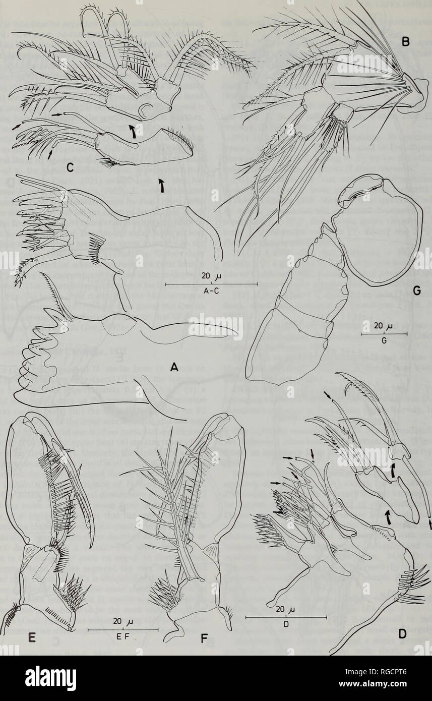 . Bulletin of the Natural History Museum Zoology. 66. Fig. 15 Danielssenia typica. A, Mandible, gnathobase; B, mandible, palp; C, maxillula, posterior, showing disarticulated praecoxa, coxa and palp; D, maxilla, showing disarticulated syncoxa, basis and endopod; E, maxilliped, anterior; F, maxilliped, posterior; G, male antennule (armature ommited). [Tubular setae arrowed in C-D.]. Please note that these images are extracted from scanned page images that may have been digitally enhanced for readability - coloration and appearance of these illustrations may not perfectly resemble the original w Stock Photo