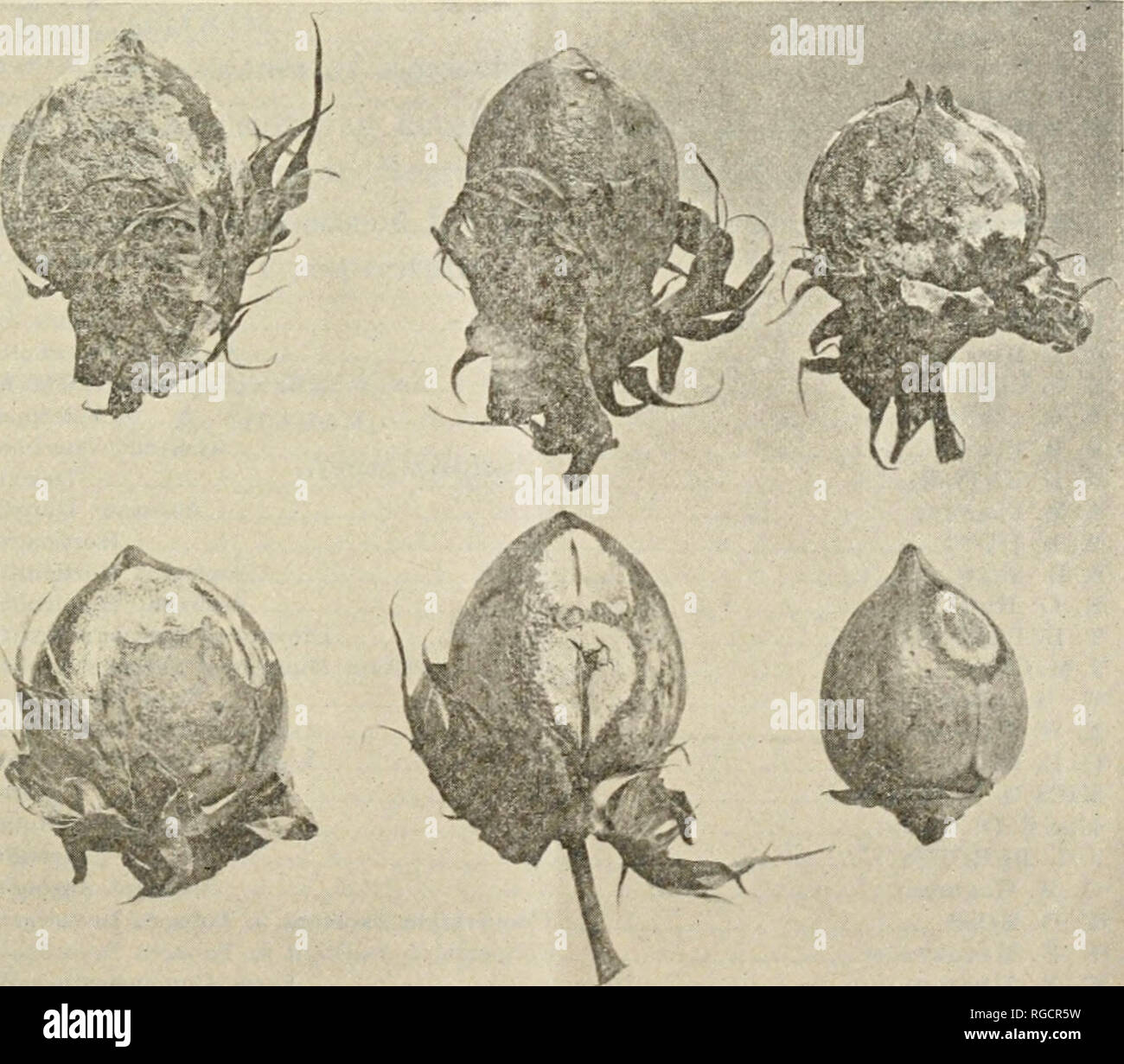 North carolina department of agriculture in raleigh hires stock