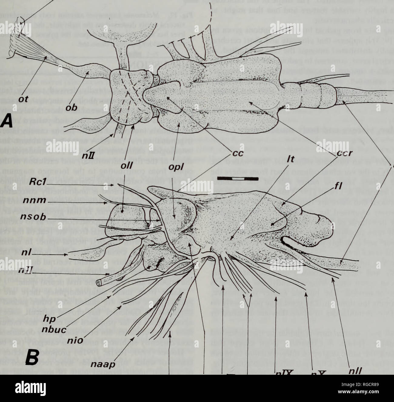 . Bulletin of the Natural History Museum Zoology. ANATOMY OF THE MELANONIDAE 27 first to the tenth. In batrachoidiiforms it is usually between the third and fourth neural spines and in lophiiforms the eighth and ninth or more posterior neural spines. Supraneurals, preceding the first dorsal fin are rarely present in gadiforms (Patterson &amp; Rosen, 1989). Baudelot's ligament (Figs 13A,B) stems from the lateral cavity of the first vertebra to connect with the supracleithrum. The retractor dorsalis muscle originates from the fourth through sixth vertebrae; on the sixth it is attached to the lea Stock Photo